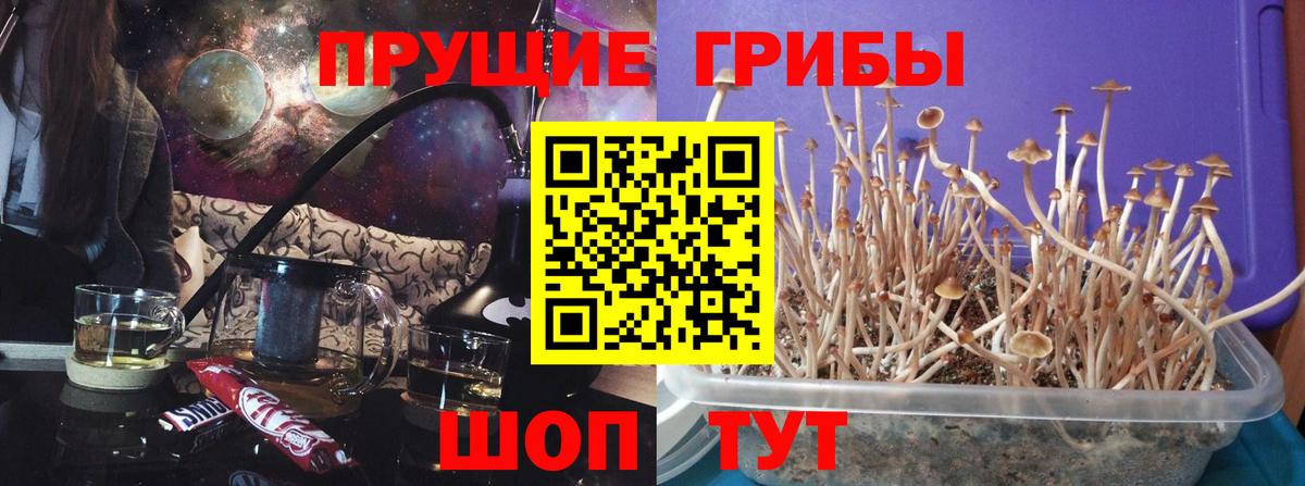 Псилоцибиновые грибы Psilocybe  Псилоцибиновые грибы Cubensis  Дмитров  Вход с VPN 